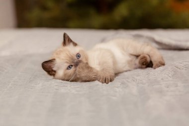 Şirin küçük kedi yavrusu. Arka planda Noel ve Yeni Yıl Bokeh 'i.