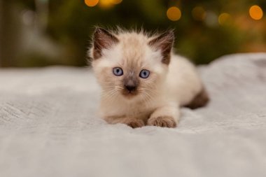 Şirin küçük kedi yavrusu. Arka planda Noel ve Yeni Yıl Bokeh 'i.