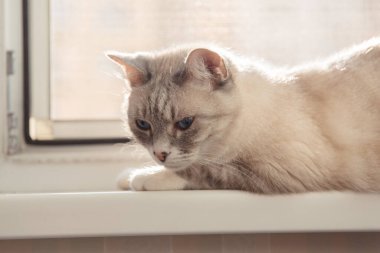 Pencerede yatan kedi