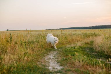Samoyed köpeği çayırda koşuyor. Doğa, yaz, beyaz köpek, mutlu tüylü köpek. Köpek oyunu
