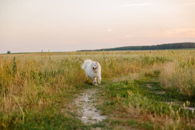 Samoyed köpeği çayırda koşuyor. Doğa, yaz, beyaz köpek, mutlu tüylü köpek. Köpek oyunu