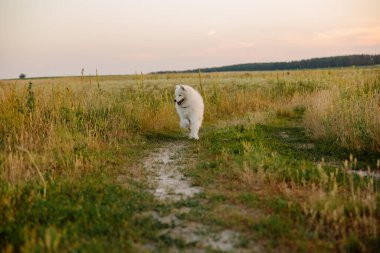Samoyed köpeği çayırda koşuyor. Doğa, yaz, beyaz köpek, mutlu tüylü köpek. Köpek oyunu