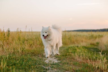 Samoyed köpeği çayırda koşuyor. Doğa, yaz, beyaz köpek, mutlu tüylü köpek. Köpek oyunu