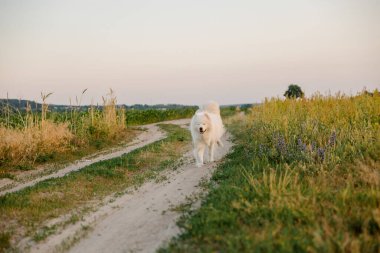 Samoyed köpeği çayırda koşuyor. Doğa, yaz, beyaz köpek, mutlu tüylü köpek. Köpek oyunu