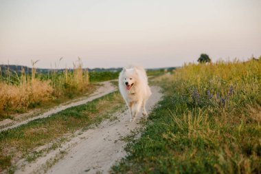 Samoyed köpeği çayırda koşuyor. Doğa, yaz, beyaz köpek, mutlu tüylü köpek. Köpek oyunu