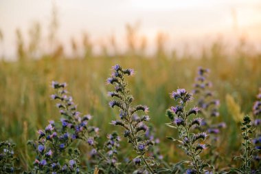Güzel kaynak çiçekleri. Çiçek, bitki, yaz, gün ışığı