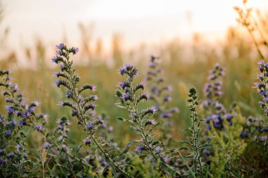 Güzel kaynak çiçekleri. Çiçek, bitki, yaz, gün ışığı