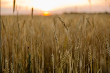 Hasat mevsiminde Sarı Olgun Buğday