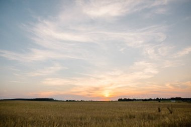 Idyllic kırsal kesim. Yazın sonunda. Sarı alan