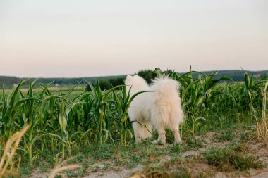 Samoyed köpeği çayırda koşuyor. Doğa, yaz, beyaz köpek, mutlu tüylü köpek. Köpek oyunu