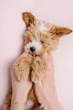 Maltipoo köpeği. Sevimli Malta ve Kaniş 'in karışımı Stüdyoda yavru köpek