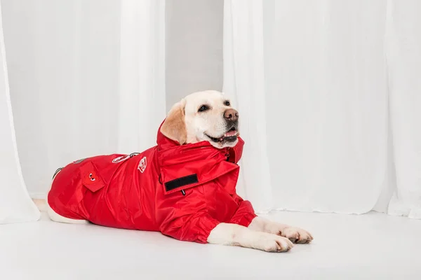 Dog in fashionable clothes. Dressed dog. Dog clothes. Pet Supplies. Labrador retriever dog