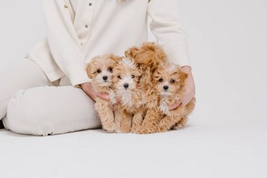 Maltipoo köpeği. Sevimli Maltese ve Fino köpeğini kadınların elinde karıştırıyor.
