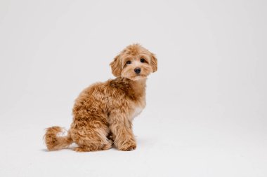 Maltipoo köpeği. Sevimli Malta ve Kaniş 'in karışımı Stüdyoda yavru köpek