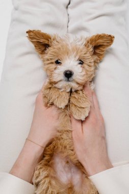 Maltipoo köpeği. Sevimli Malta ve Kaniş 'in karışımı Stüdyoda yavru köpek