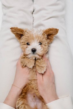 Maltipoo köpeği. Sevimli Malta ve Kaniş 'in karışımı Stüdyoda yavru köpek