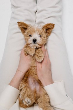 Maltipoo köpeği. Sevimli Malta ve Kaniş 'in karışımı Stüdyoda yavru köpek