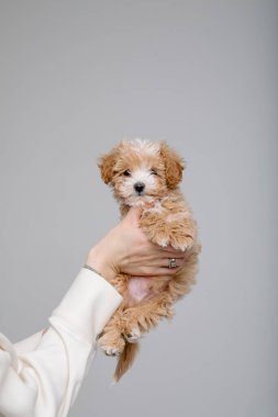 Maltipoo köpeği. Sevimli Maltese ve Fino köpeğini kadınların elinde karıştırıyor.