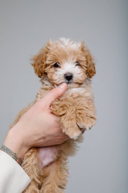 Maltipoo köpeği. Sevimli Maltese ve Fino köpeğini kadınların elinde karıştırıyor.