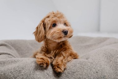 Maltipoo köpeği. Sevimli Malta ve Kaniş 'in karışımı Stüdyoda yavru köpek