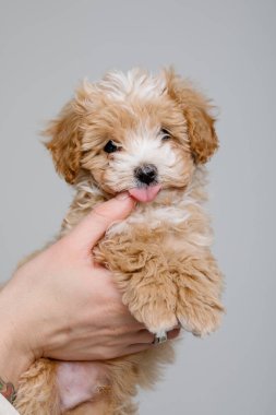 Maltipoo köpeği. Sevimli Maltese ve Fino köpeğini kadınların elinde karıştırıyor.