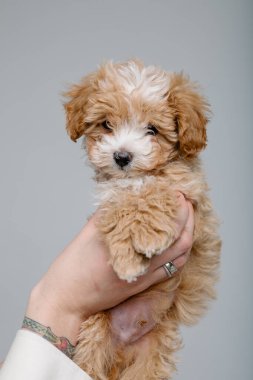 Maltipoo köpeği. Sevimli Maltese ve Fino köpeğini kadınların elinde karıştırıyor.