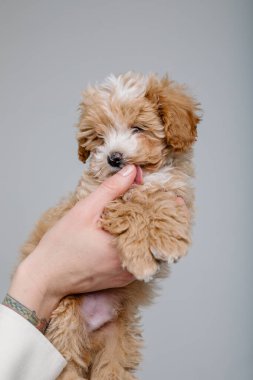 Maltipoo köpeği. Sevimli Maltese ve Fino köpeğini kadınların elinde karıştırıyor.