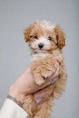 Maltipoo köpeği. Sevimli Maltese ve Fino köpeğini kadınların elinde karıştırıyor.