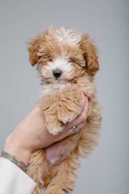 Maltipoo köpeği. Sevimli Maltese ve Fino köpeğini kadınların elinde karıştırıyor.