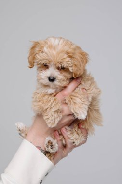 Maltipoo köpeği. Sevimli Maltese ve Fino köpeğini kadınların elinde karıştırıyor.