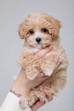 Maltipoo köpeği. Sevimli Maltese ve Fino köpeğini kadınların elinde karıştırıyor.