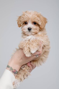 Maltipoo köpeği. Sevimli Maltese ve Fino köpeğini kadınların elinde karıştırıyor.