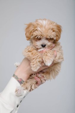 Maltipoo köpeği. Sevimli Maltese ve Fino köpeğini kadınların elinde karıştırıyor.