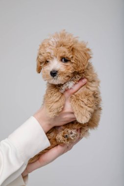 Maltipoo köpeği. Sevimli Maltese ve Fino köpeğini kadınların elinde karıştırıyor.
