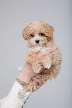 Maltipoo köpeği. Sevimli Maltese ve Fino köpeğini kadınların elinde karıştırıyor.