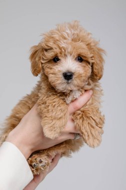 Maltipoo köpeği. Sevimli Maltese ve Fino köpeğini kadınların elinde karıştırıyor.