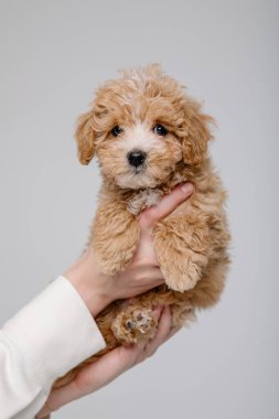 Maltipoo köpeği. Sevimli Maltese ve Fino köpeğini kadınların elinde karıştırıyor.