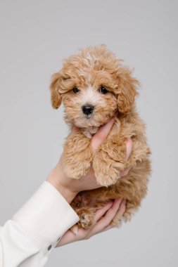 Maltipoo köpeği. Sevimli Maltese ve Fino köpeğini kadınların elinde karıştırıyor.