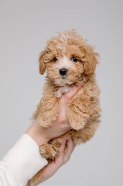 Maltipoo köpeği. Sevimli Maltese ve Fino köpeğini kadınların elinde karıştırıyor.