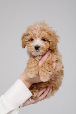 Maltipoo köpeği. Sevimli Maltese ve Fino köpeğini kadınların elinde karıştırıyor.