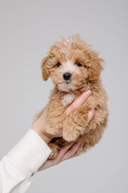 Maltipoo köpeği. Sevimli Maltese ve Fino köpeğini kadınların elinde karıştırıyor.