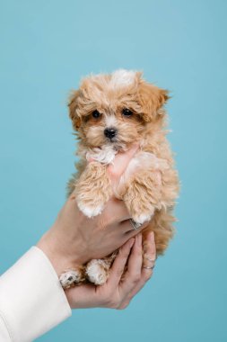 Maltipoo köpeği. Sevimli Maltese ve Puppy 'nin karışımı. Mavi arkaplan