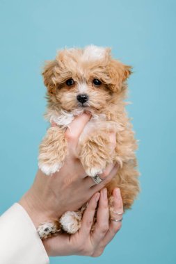 Maltipoo köpeği. Sevimli Maltese ve Puppy 'nin karışımı. Mavi arkaplan