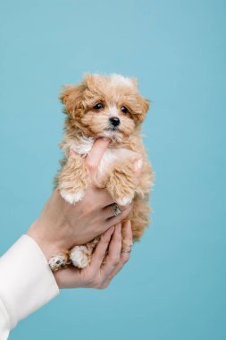 Maltipoo köpeği. Sevimli Maltese ve Puppy 'nin karışımı. Mavi arkaplan
