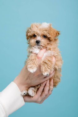 Maltipoo köpeği. Sevimli Maltese ve Puppy 'nin karışımı. Mavi arkaplan