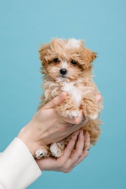Maltipoo köpeği. Sevimli Maltese ve Puppy 'nin karışımı. Mavi arkaplan