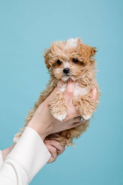 Maltipoo köpeği. Sevimli Maltese ve Puppy 'nin karışımı. Mavi arkaplan
