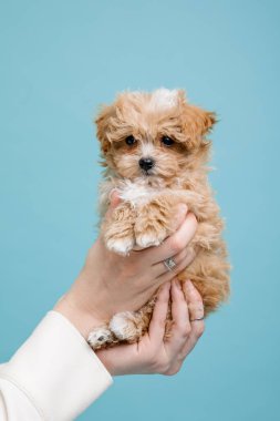 Maltipoo köpeği. Sevimli Maltese ve Puppy 'nin karışımı. Mavi arkaplan