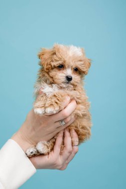 Maltipoo köpeği. Sevimli Maltese ve Puppy 'nin karışımı. Mavi arkaplan
