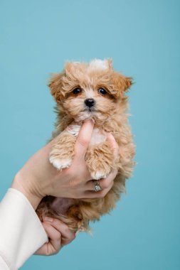 Maltipoo köpeği. Sevimli Maltese ve Puppy 'nin karışımı. Mavi arkaplan
